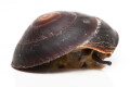 Caracolus sagemon ssp. Cuba typ 4 dark, juvenil
